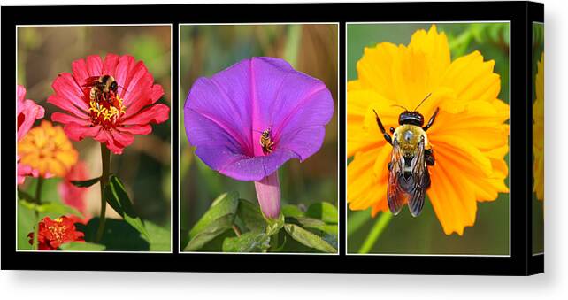 Bee Canvas Print featuring the photograph Bee Triptych by Andrew McInnes