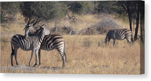 Zebras Canvas Print featuring the photograph Best Friends by Allan McConnell