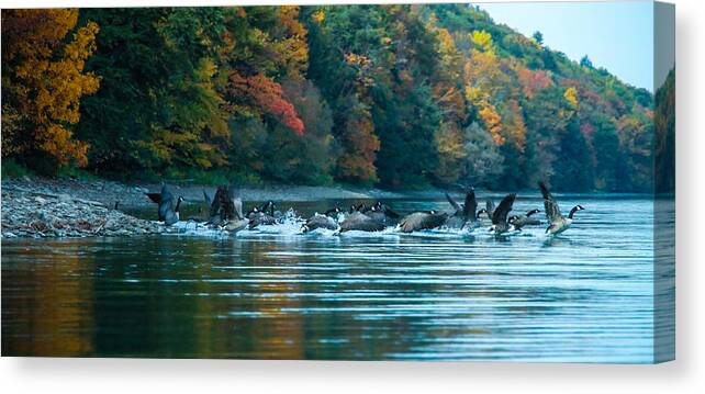 Canada Geese Canvas Print featuring the photograph Canada Geese Taking flight by Steve Clough