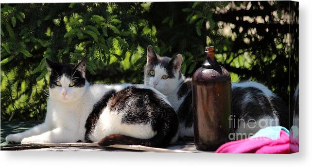 Cats Canvas Print featuring the photograph Chillin' Brothers by Janice Byer