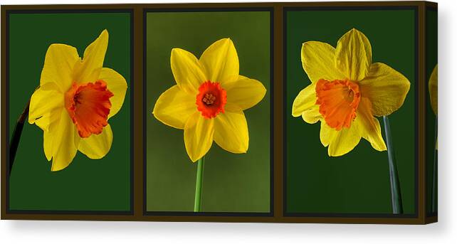 Daffodil Triptych Canvas Print featuring the photograph Daffodil Triptych by Pete Hemington