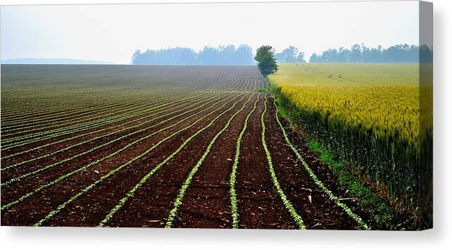 Landscape Canvas Print featuring the photograph Green Track Meander by Jeremy Hall