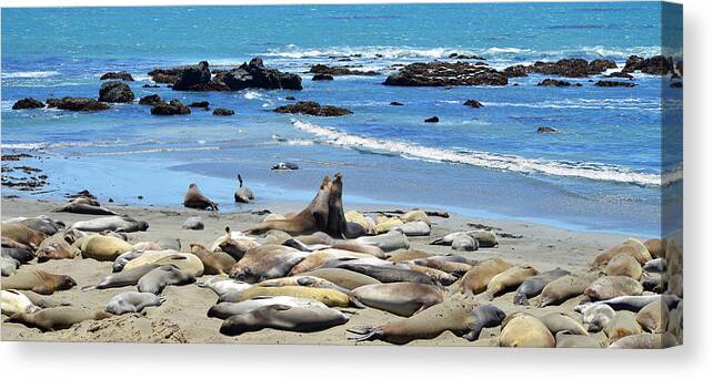 Seal Canvas Print featuring the photograph Life at the Rookery by Lynn Bauer