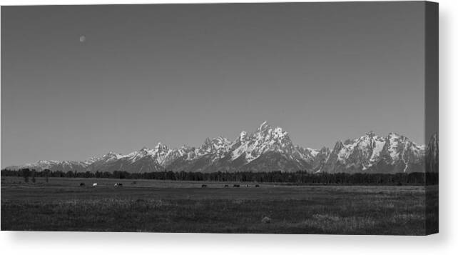 Black And White Canvas Print featuring the photograph Lonely Life in the Tetons by Jared Perry 