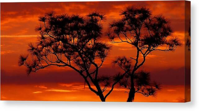 Long Leaf Pine Canvas Print featuring the photograph Long Leaf Pine by Stuart Harrison