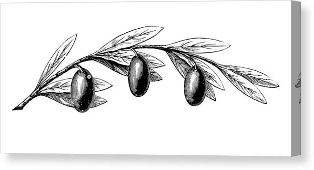 Engraving Canvas Print featuring the drawing Olive Tree Branch with Fruits by Nicoolay