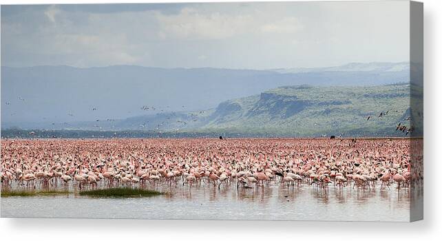 Kenya Canvas Print featuring the photograph Pink flamingos in nakuru lake by Elosoenpersona Photo