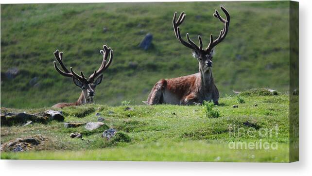 Red Deer Canvas Print featuring the photograph Red Deer Stags in velvet by Phil Banks