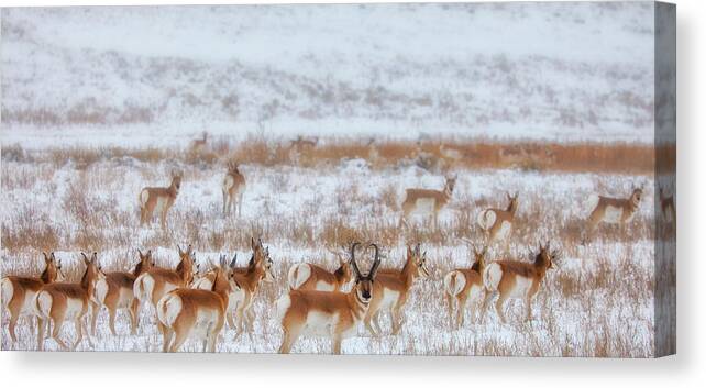 Ice Canvas Print featuring the photograph Snow Grazers by Darren White