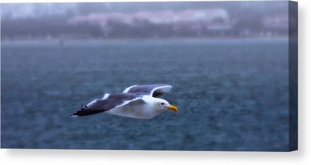 Seagull Canvas Print featuring the photograph Soar by Joe Ownbey