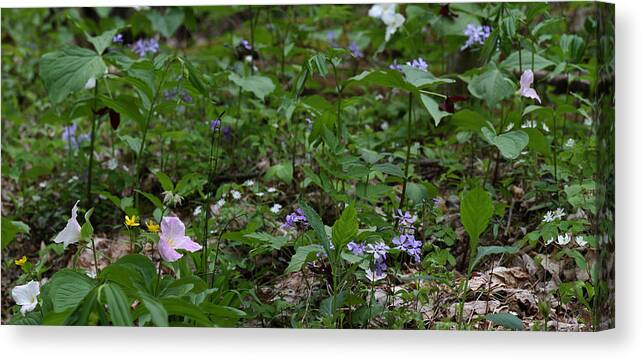 Spring Wildflowers Along Panther Branch Trail Canvas Print featuring the photograph Spring Wildflowers Along Panther Branch Trail Frozen Head Tennessee State Park Tennessee by Daniel Reed
