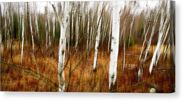 Abstract Canvas Print featuring the photograph Standing firm II by Lori Dobbs