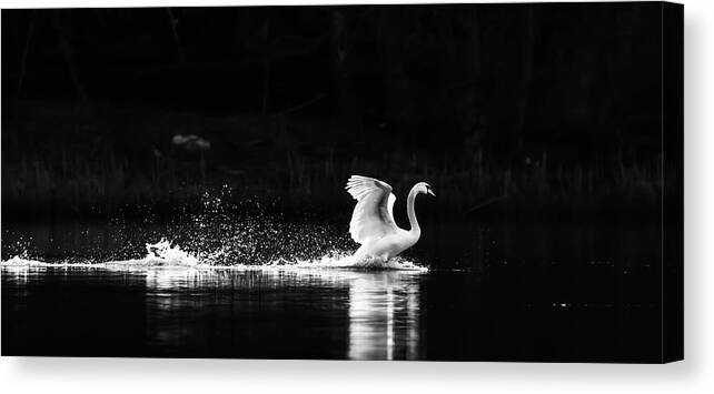 Swans Canvas Print featuring the photograph Take Off by Rose-Maries Pictures