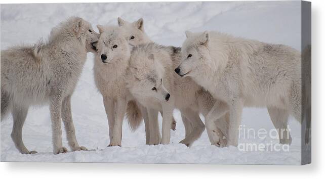 Arctic Wolves Canvas Print featuring the photograph The Pack by Bianca Nadeau