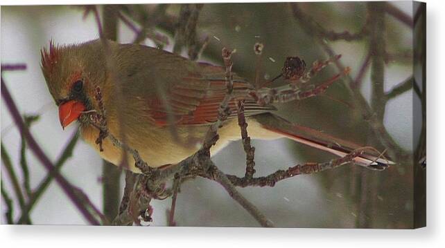 Bird Canvas Print featuring the photograph Waiting her Turn by Bruce Bley