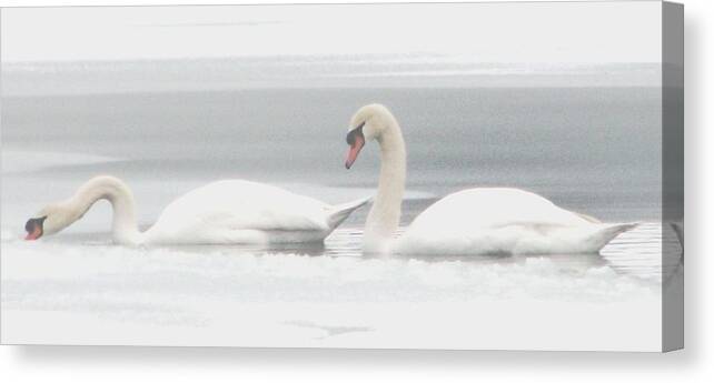 Swans Canvas Print featuring the photograph Winter Companions by Angela Davies