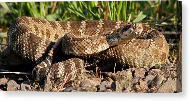 Animals Canvas Print featuring the photograph Rattlesnake #1 by Jean Noren