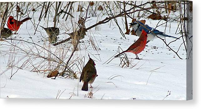 Cardinal Canvas Print featuring the photograph Christmas Feast by Joe Faherty