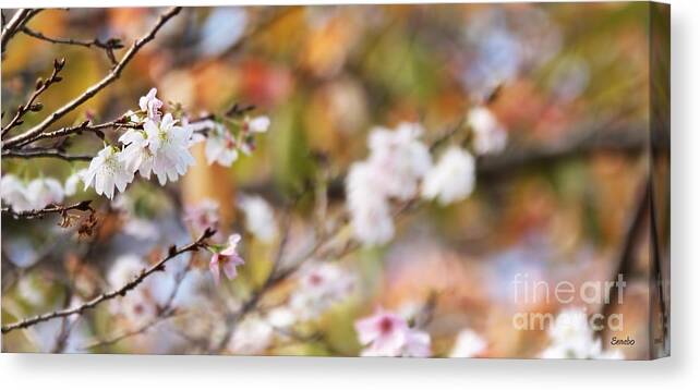 Blossoms Canvas Print featuring the photograph Spring in Autumn by Eena Bo