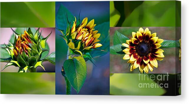 Sunflower Canvas Print featuring the photograph Sunflower Trilogy by Gwyn Newcombe