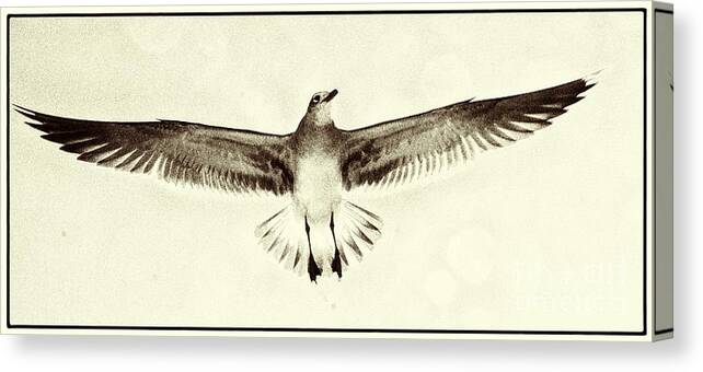 Beach Canvas Print featuring the photograph The Perfect Wing by Jim Moore