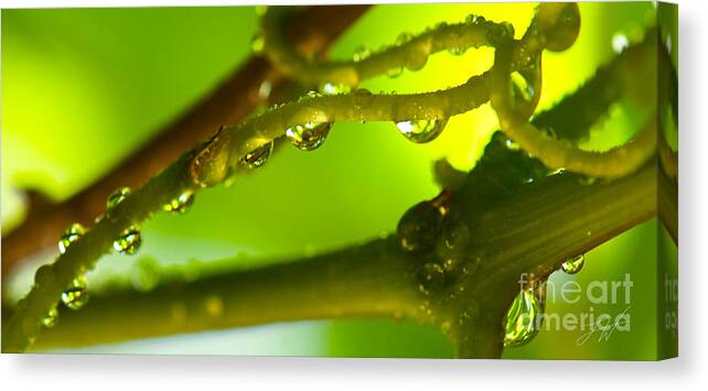 Vineyard Canvas Print featuring the photograph The Vineyard After the Rain by Artist and Photographer Laura Wrede