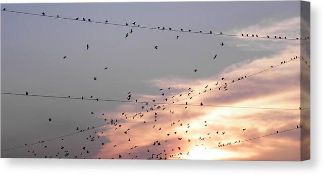Birds Canvas Print featuring the photograph Time for me to fly by Kim Galluzzo