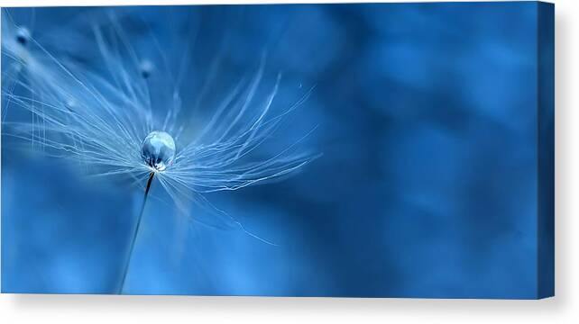 Dandelions Canvas Print featuring the photograph Electrifying #1 by Rebecca Cozart
