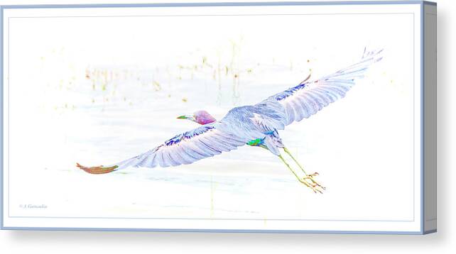 Little Blur Heron Canvas Print featuring the digital art Little Blue Heron in Flight #1 by A Macarthur Gurmankin