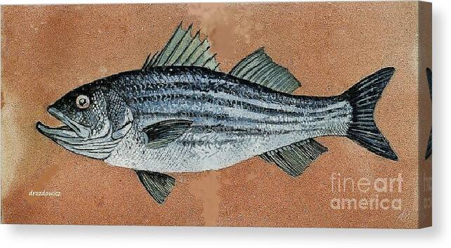 Fish Striped Bas Canvas Print featuring the painting Striper #1 by Andrew Drozdowicz