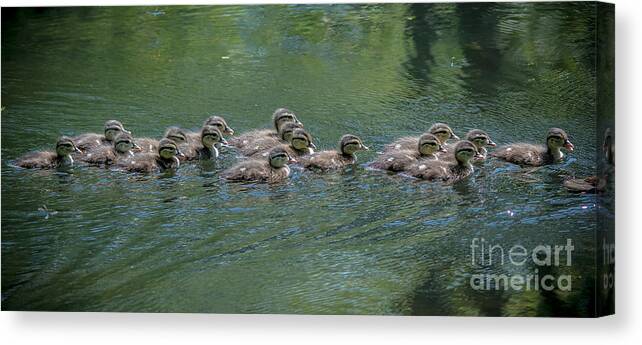 Wood Duck Canvas Print featuring the photograph Wood Ducklings Swimming #1 by Cheryl Baxter