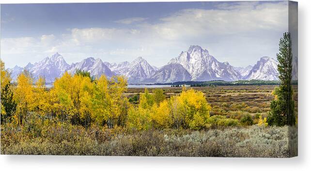 Aspen Canvas Print featuring the photograph Aspen Gold in the Tetons by Greni Graph