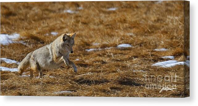 Coyote. Rocky Mountain National Park Canvas Print featuring the photograph Attack by Bon and Jim Fillpot