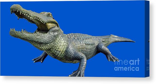 The Swamp Canvas Print featuring the photograph Bull Gator Transparent For T Shirts by D Hackett