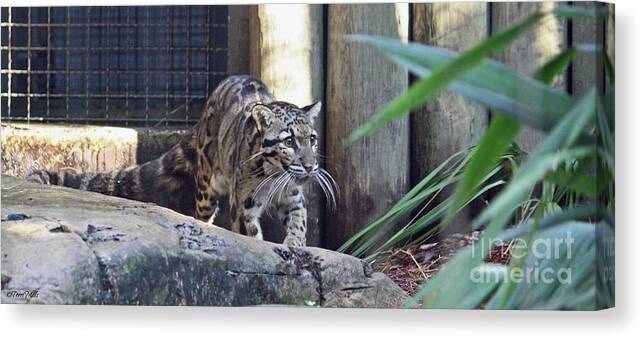 Leopard Canvas Print featuring the photograph Clouded Leopard by Terri Mills