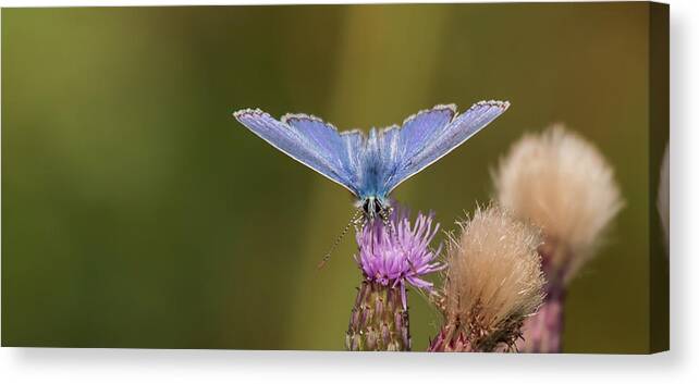Nature Canvas Print featuring the photograph Common Blue Butterfly by Wendy Cooper