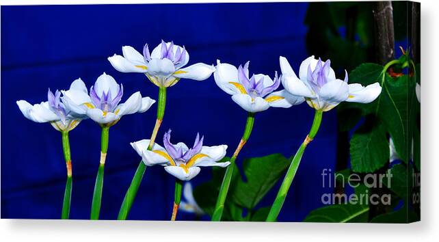 Photography Canvas Print featuring the photograph Dainty White Irises all in a Row by Kaye Menner