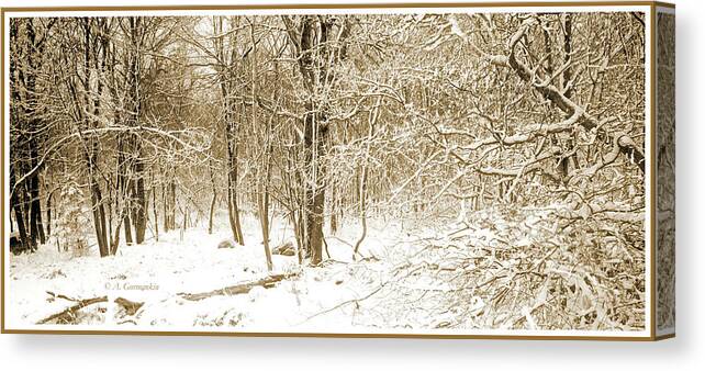 Forest Canvas Print featuring the photograph Forest Edge with Snow, Winter, Pocono Mountains by A Macarthur Gurmankin