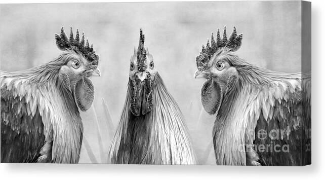Cockerel Canvas Print featuring the digital art Gulp In Mono by Linsey Williams