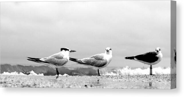 Tern Canvas Print featuring the photograph Heads Turned by David Ralph Johnson
