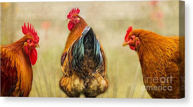 Cockerel Canvas Print featuring the digital art Hen Party Look At The State Of That by Linsey Williams