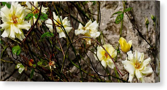 Roses Canvas Print featuring the photograph In opposite corners. by Elena Perelman