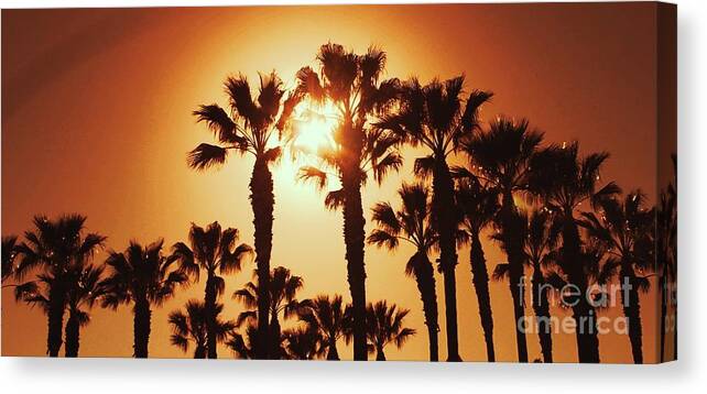 500 Views Canvas Print featuring the photograph Palm Tree Dreams by Jenny Revitz Soper
