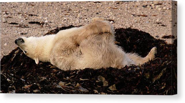 Polar Canvas Print featuring the photograph Polar Bear Warmup by Ted Keller