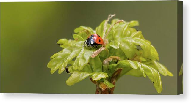 Nature Canvas Print featuring the photograph Seven Spots in a crown of Oak by Wendy Cooper