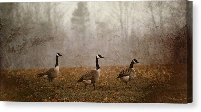 Goose Canvas Print featuring the photograph Spring Geese by WB Johnston