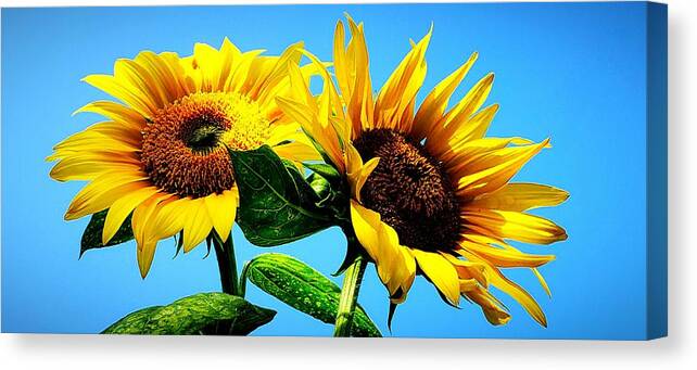 Floral Canvas Print featuring the photograph Sunflower Duo by Alexis King-Glandon