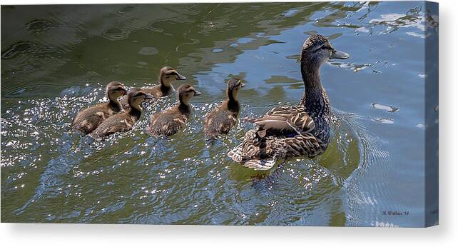 2d Canvas Print featuring the photograph Swimming Lessons by Brian Wallace