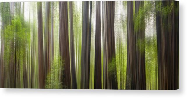 Redwoods Canvas Print featuring the photograph Take me to the forest by Brad Scott