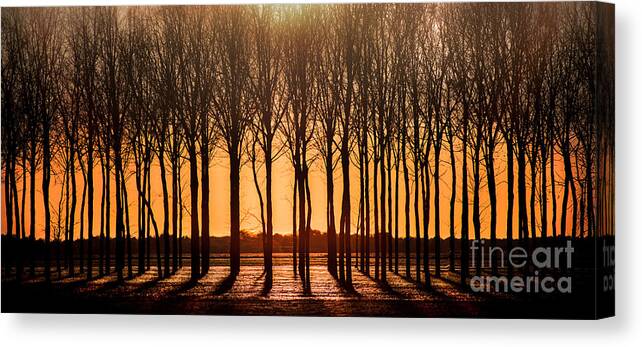 Walnut Canvas Print featuring the photograph The Walnut Grove by Michael Arend